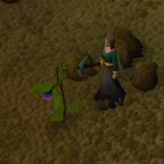 Strange plant before the update