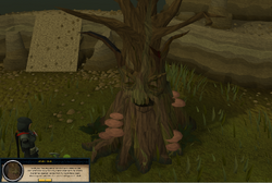 Healing the Spirit Tree