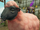 Sick-looking sheep (1) (dyed).png