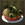 Let Them Eat Pie icon.png