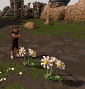 A player planting mithril seeds to grow flowers.