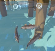  can be seen swimming in the  within  region.