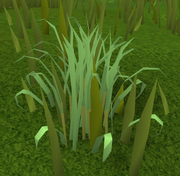 Fever grass (plant)