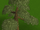 Yew tree built.png