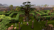 Tree Gnome Village tree