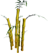 Golden Bamboo (tree)