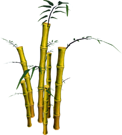 Golden Bamboo (tree)