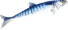 Raw seerfish detail