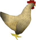 Chicken old