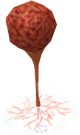 Fleshy growth.png