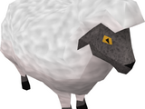 Sheep