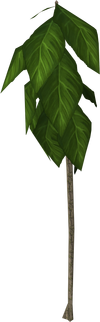 Teaktree.png