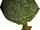 Old dramen tree.png