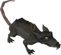 Rimmington | RuneScape Wiki | Fandom