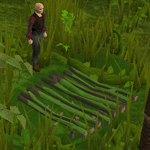 Pitfalltrapping.gif