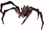 Araxxor