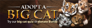 Adopt a big cat lobby banner