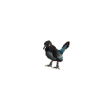 Magpie