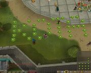 Runescape Cabbage KOTA.jpg