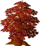Maple Tree