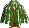 Willow Tree