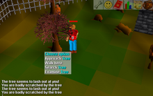 Dangerous tree west ardy