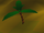 Palmtree.png