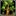 Faint Ent Song