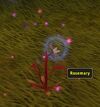 Rosemary (Object)