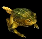 Young Silvermoon Frog