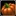 Giant Pumpkins