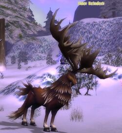 Race -  Reindeer