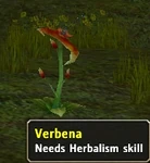 Verbena