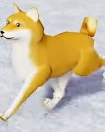 Doge Runker 51 Wiki Fandom - in animal rescue roblox