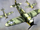 P-47 "Тандерболт"
