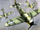 RUSE USA P47 Thunderbolt.png