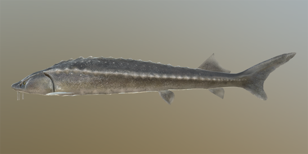 Angry Sturgeon Lure #4