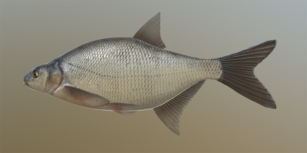 Bream, Russian Fishing 4 Wiki