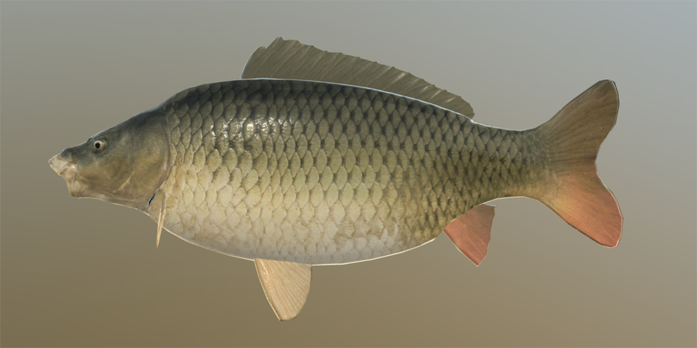 Common Carp, Russian Fishing 4 Wiki