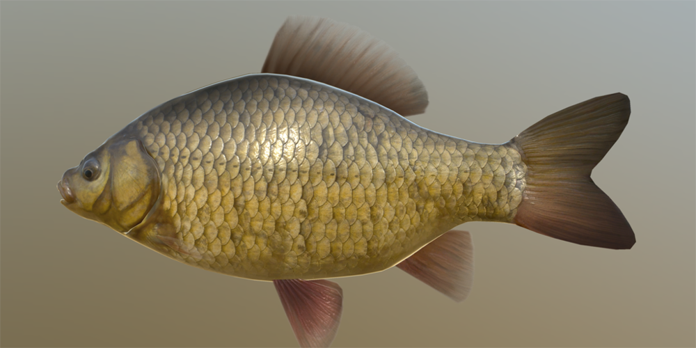 Crucian Carp, Russian Fishing 4 Wiki