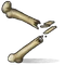 Bone Fragments
