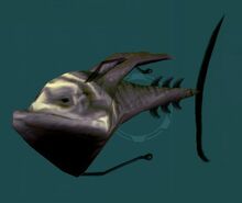 Rare ray fish