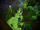 Flight at Despayre SWLA.png