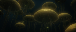 Hydroid Medusa Swarm