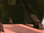 Wittin win Dem.png