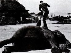 Марджи в 1971 году.