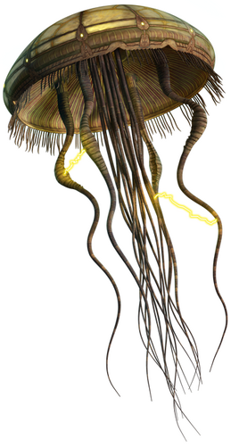 Hydroid medusa