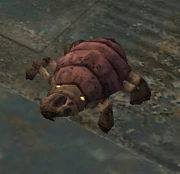 Критл на Кашиике