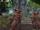 Flesh Raiders TOR.png