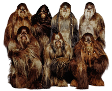 WookieeWarriors